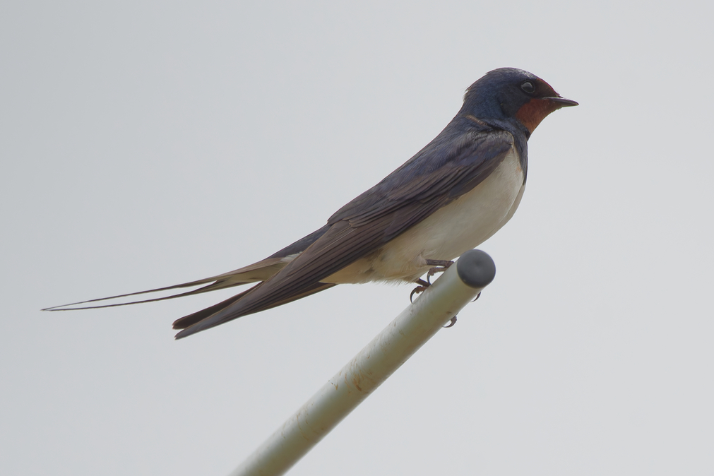 Swallow